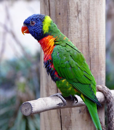 Bird with link to Bird Kit webpage.